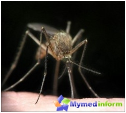 Insetos de luta, Mosquito, tratamento de malária, Malari Maior, Malária, Insetos, Sintomas de Malária