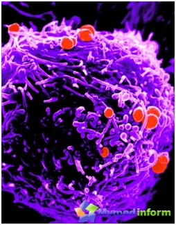 Gonokocker på ytan av lymfocyten