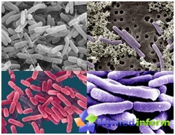 Intestinos de biofidobacterias