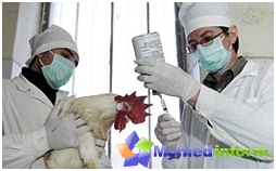 Tratamiento e influenza prevención, gripe aviar