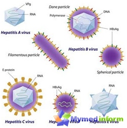 Hepatitis C, Symptome und Behandlung