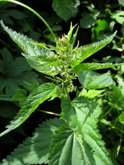 nettle, menstrual cycle, menstruation, monthly, traditional medicine, menstruation violation