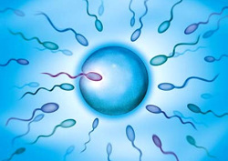 În general, podeaua copilului definește un bărbat. Mai precis, celulele sale sexuale - spermatozoizi - care pot purta cromozomi de bărbați sau femei