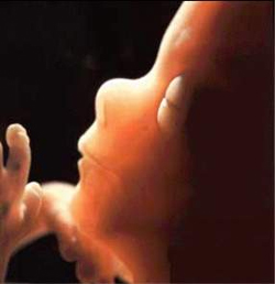 Fetalutveckling i den femte månaden av graviditeten