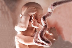 Graviditet, Gulvplanlægning, Køn af barnet, Fødse til en pige, Fødsel til en dreng, Heartbeat