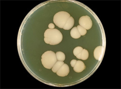 Candida albicans seta de hongos