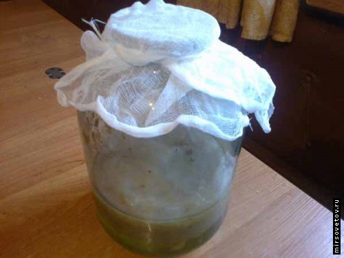 Green Tea, Infusion of Tea Mushroom, Natural Cosmetics, Tea Mushroom Properties, Tea, Tea Mushroom