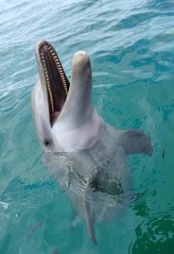 Dolphinoctorapy, delfiner, behandling, terapi