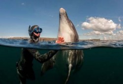 Dolphinotherapy, Yunuslar, Tedavi, Terapi