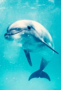 Dolphinoterapia, Delfines, Tratamiento, Terapia