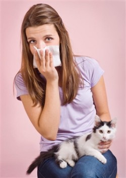 Alergia, alérgica a gatos, alergista, imunologia, gatos