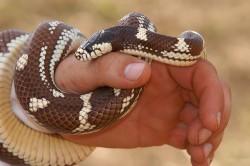 Slange, førstehjelp, slangebit, gift slange, giftig slange