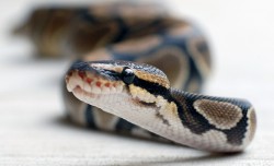 Snake, prvá pomoc, hada uhryznutie, jed, jedovatý had