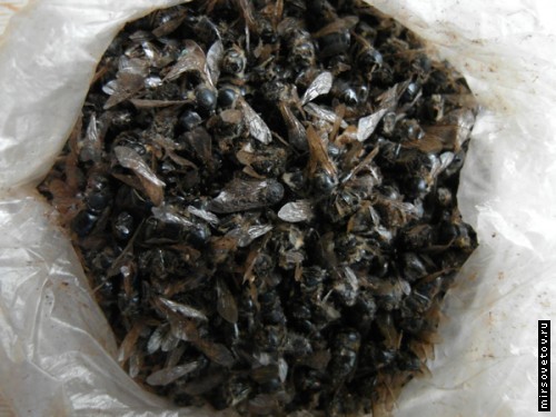 Behandling av bin, användning av Bee Podmor, Bi Submorism, Biodling, Bees