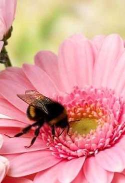 Apitorrapia, tratamento de abelhas, medicina tradicional, abelha