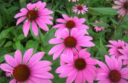 Plantas de curación, tratamiento de hierbas, Tintura de Echinacea, Echinacea