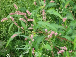 Poivre d'eau, plantes de guérison, teinture, teinture à eau, phytothérapie