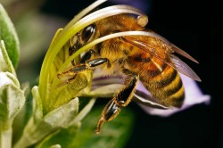 Use of pollen, beekeeping products, bees, pollen, pollen-slip