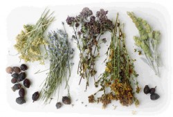 Tratamento de ervas, medicina tradicional, ervas, fitoterapia