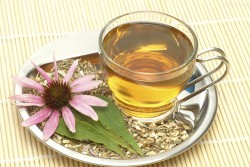 Healing Plants, Herbs Treatment, Echinacea Tincture, Echinacea