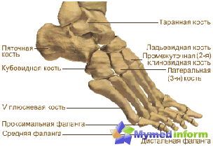 Anatomia do pé