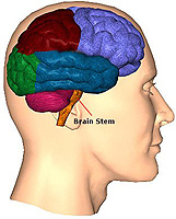 Lesión en la tarjeta y del cerebro: ¿Qué necesitas saber?