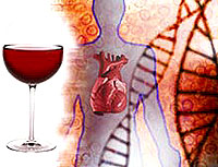 What is alcoholic cardiomyopathy
