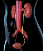 renal ptosis wandering kidney