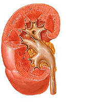 Pielonefrite - doença renal