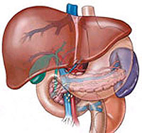 What is fat hepatosis
