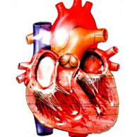 Kako su srčani slučajevi?
