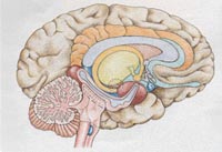 Cēloņi un mehānismi, kas izraisa smadzeņu anomālijas