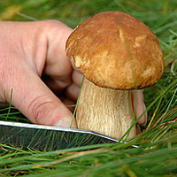 Spiselige svampe som årsag til polyneuropati