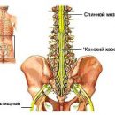 why sciatic nerve pain