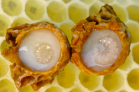 a miracle cure for royal jelly