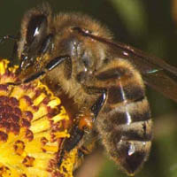 Otravă de albine