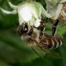apitherapy and bee products