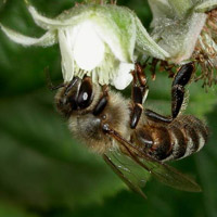 Apiterapie a včelařské produkty