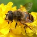 the healing properties of bee products