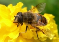 the healing properties of bee products