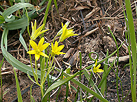 Sconfidiamo la primavera fredda e avitaminosi