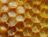 It is useful royal jelly