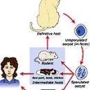 What is toxoplasmosis