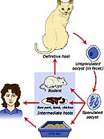 What is toxoplasmosis