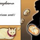 What is dangerous toxoplasmosis during pregnancy