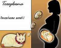 Hvad er farlig toksoplasmose under graviditeten