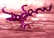 Syfilis - kärleksjukdom