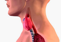 Hormonii glandă tiroidă