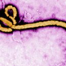 Epidemiology Ebola