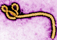 Epidemiológia Ebola láz